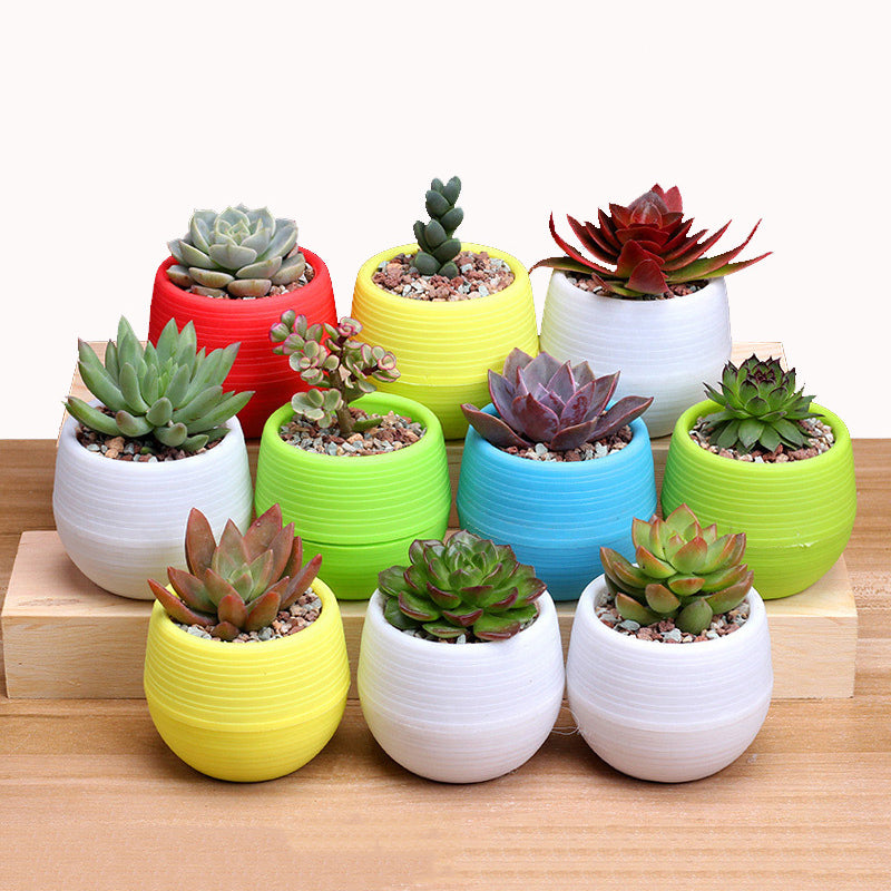 Mini pots de fleurs colorés pour plantes