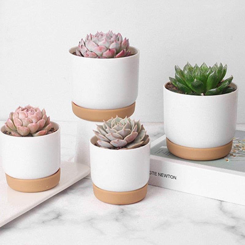 Petits pots de fleurs blancs mignons