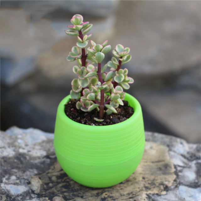Mini pots de fleurs colorés pour plantes