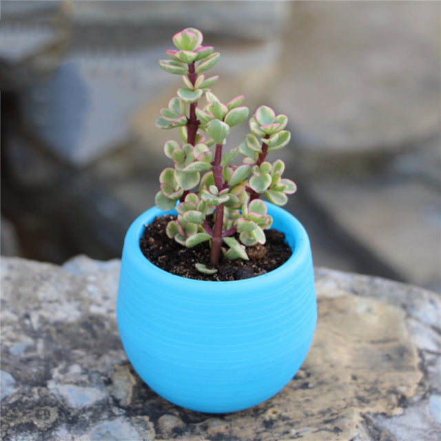 Mini pots de fleurs colorés pour plantes